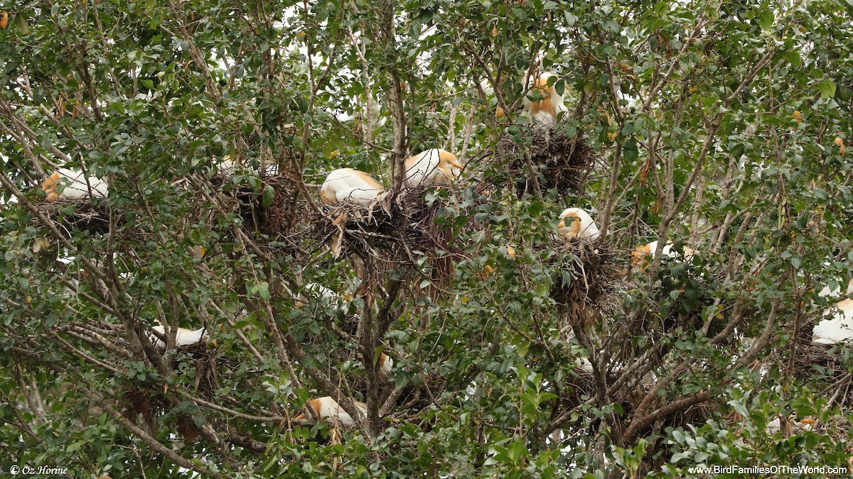 Héron de Coromandel - ML647602677