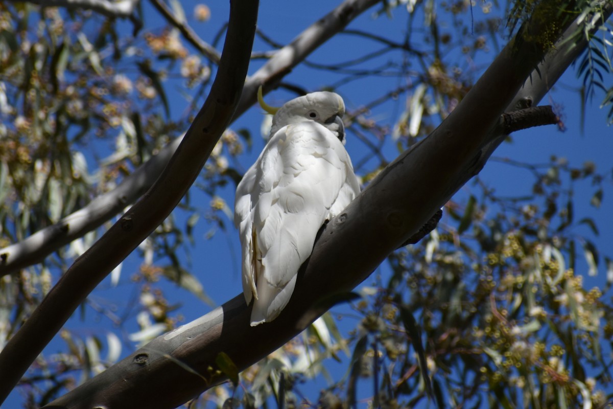 Cacatoès à huppe jaune - ML647602680