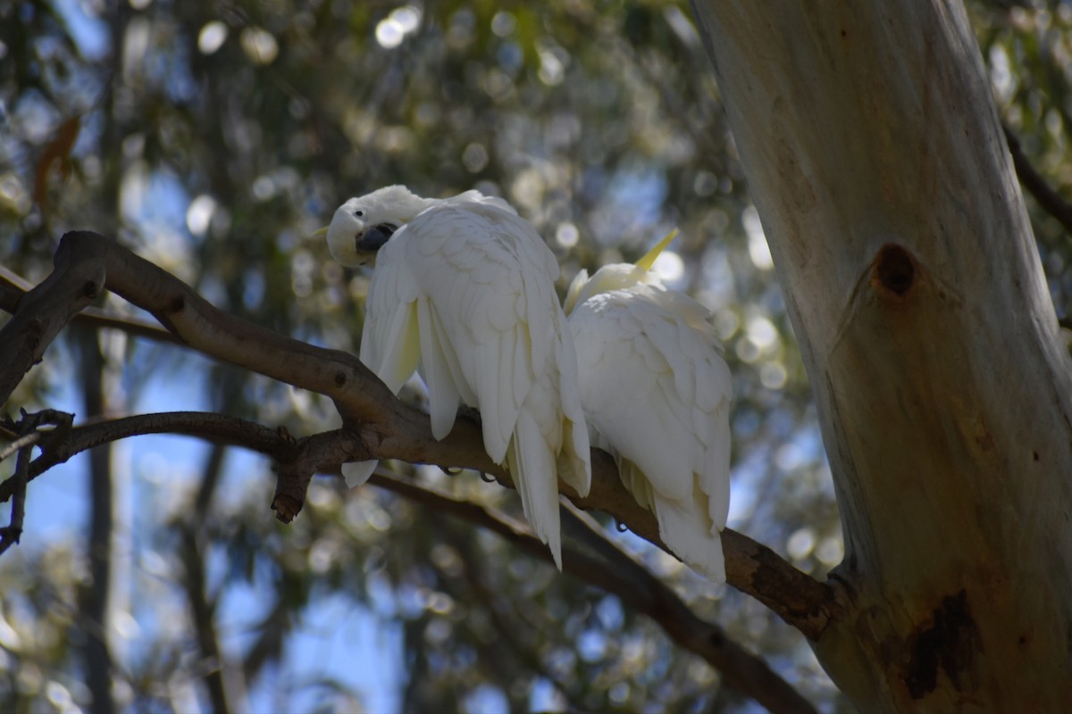 Cacatoès à huppe jaune - ML647602681