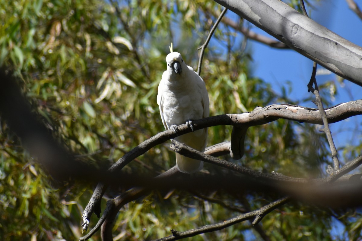 Cacatoès à huppe jaune - ML647602682