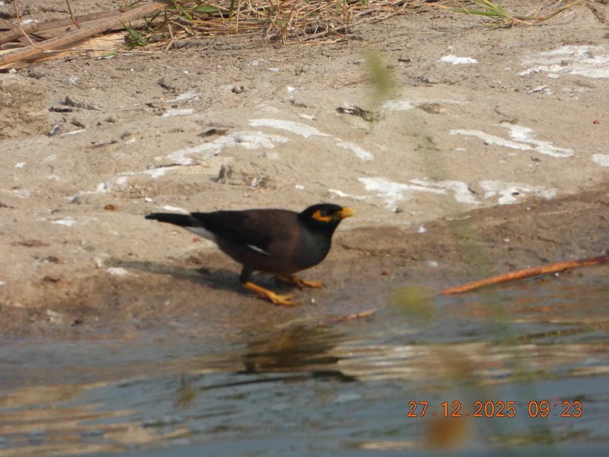 Martin triste - ML647602685