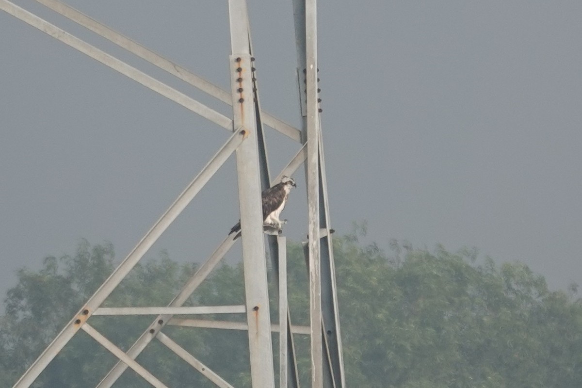 Balbuzard pêcheur - ML647602686