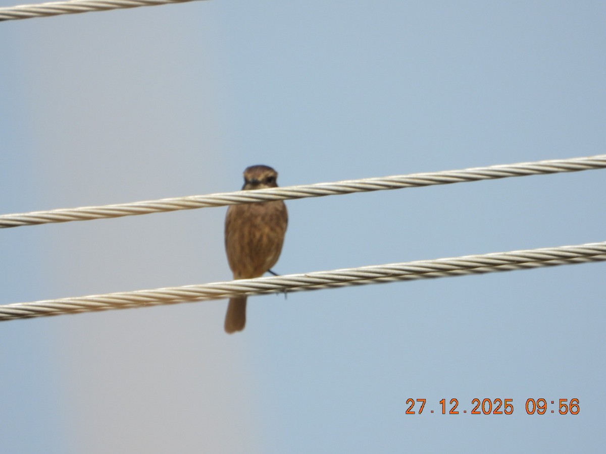 Tarier pie - ML647602687