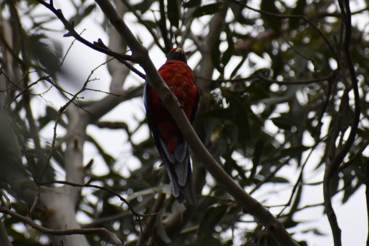 Perruche de Pennant - ML647602688