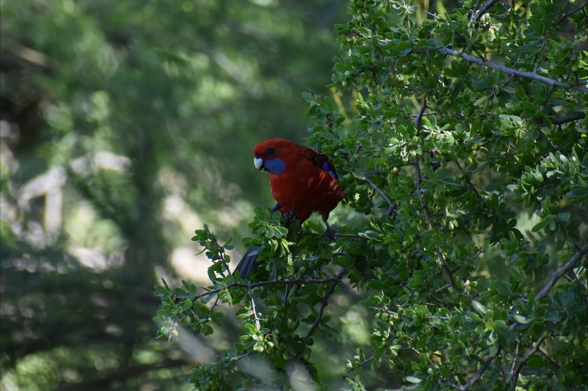 Perruche de Pennant - ML647602689