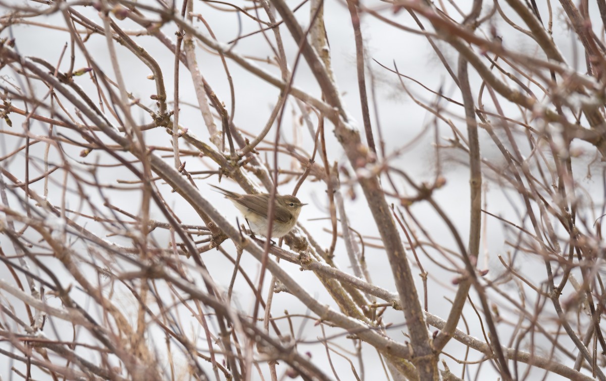 Pouillot véloce (groupe collybita) - ML647602692