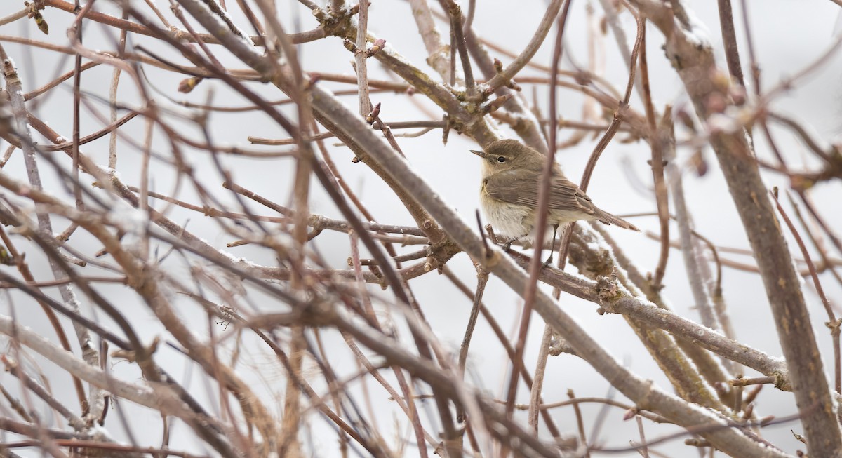 Pouillot véloce (groupe collybita) - ML647602693