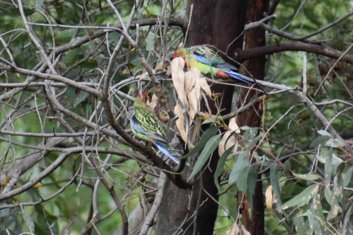 Perruche omnicolore - ML647602695