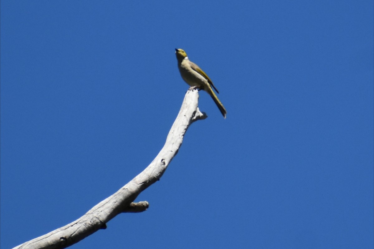 White-plumed Honeyeater - ML647602717