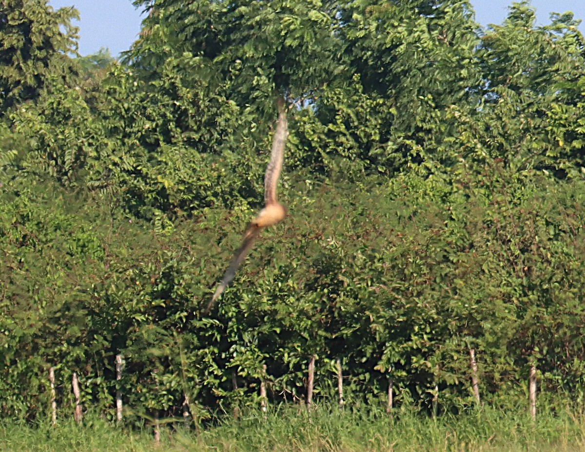 Northern Harrier - ML647602755