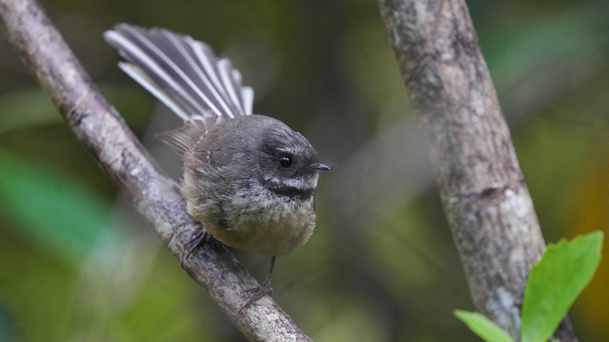 Віялохвістка новозеландська - ML647602756