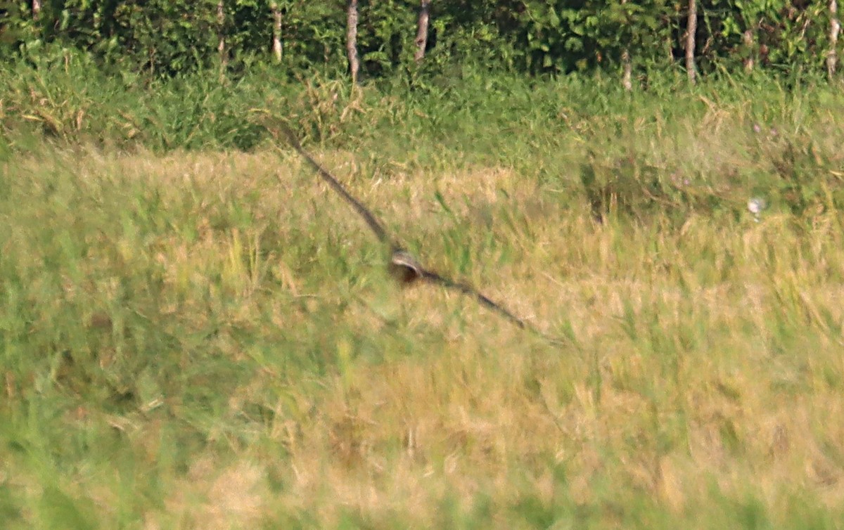 Northern Harrier - ML647602757