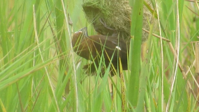 Ткачик білолобий - ML647602799