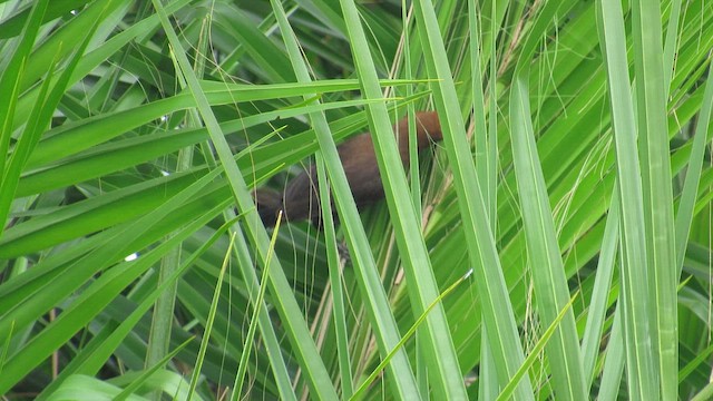 Ткачик білолобий - ML647602800