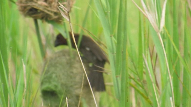 Ткачик білолобий - ML647602801