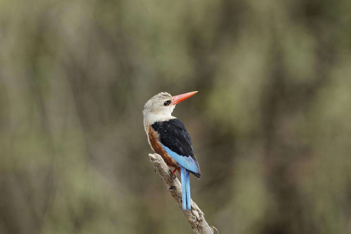 Gray-headed Kingfisher - ML647602802