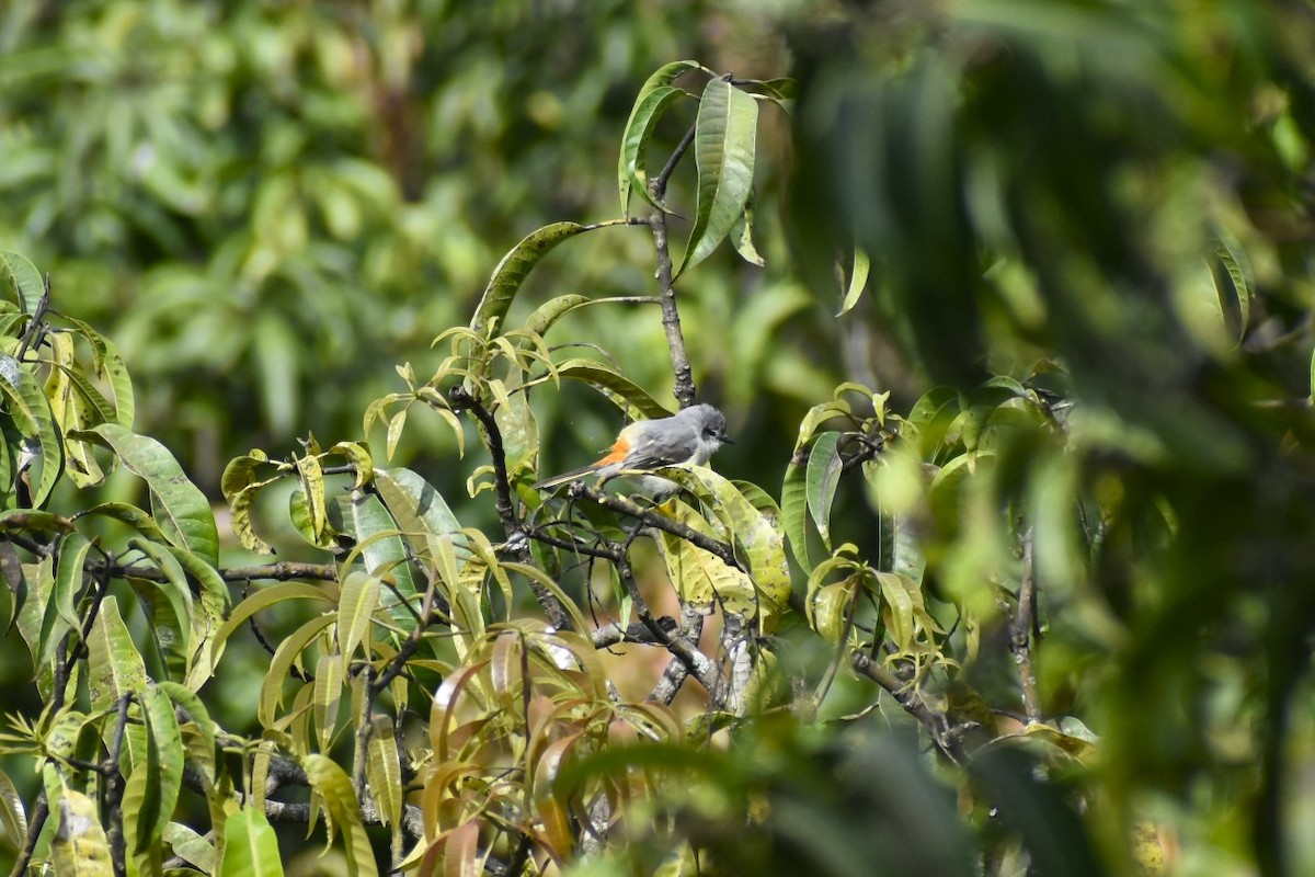 Личинкоїд малий - ML647602810