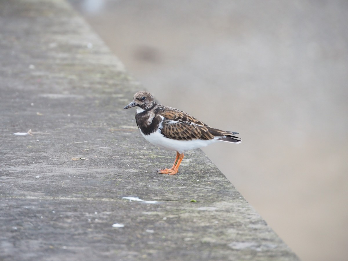 Крем'яшник звичайний - ML647602811