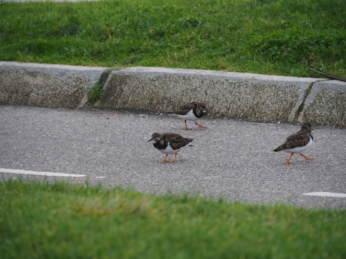 Крем'яшник звичайний - ML647602812