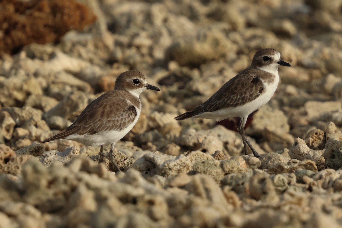 Пісочник тібетський - ML647602813