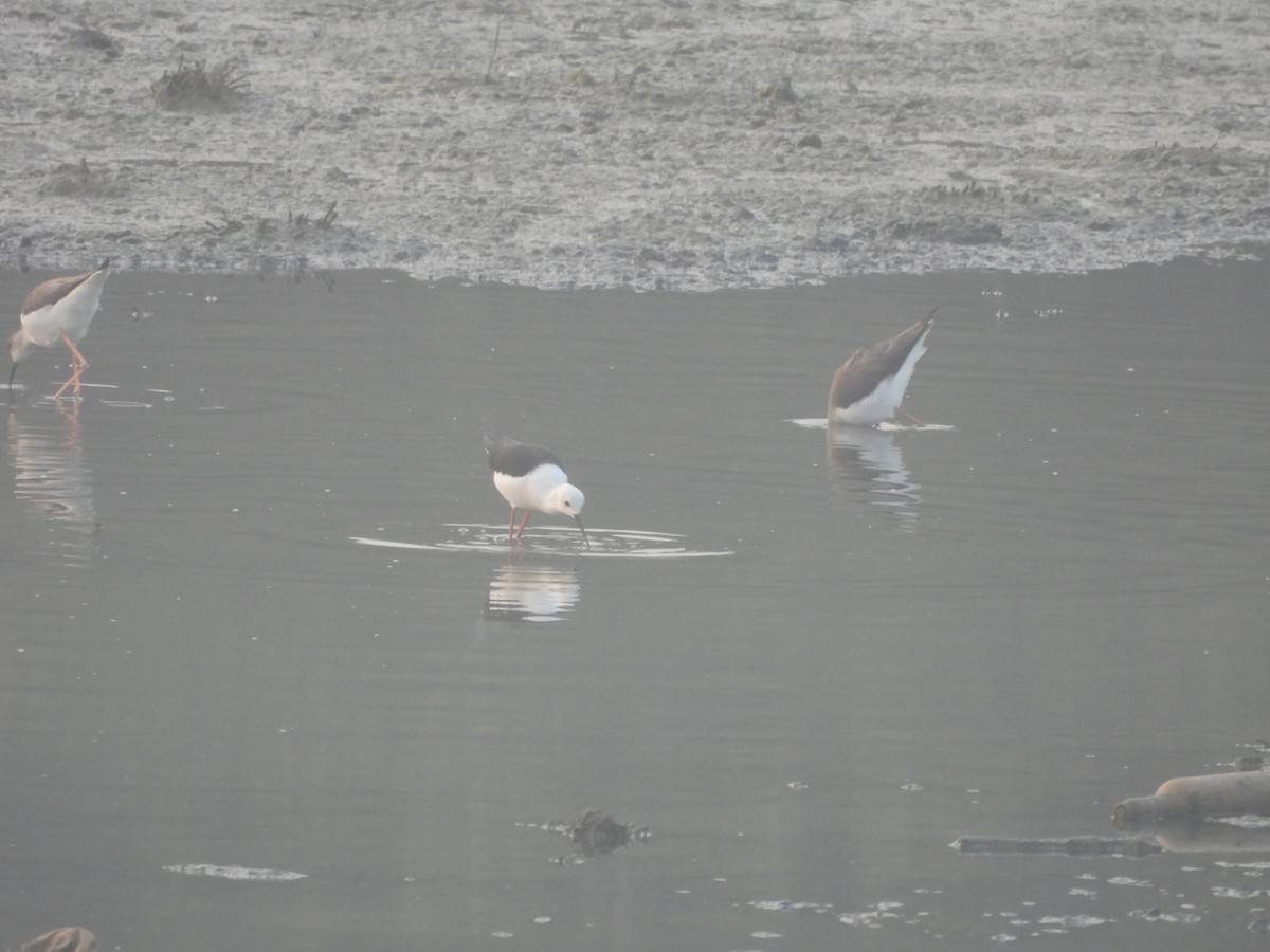 Кулик-довгоніг чорнокрилий - ML647602816