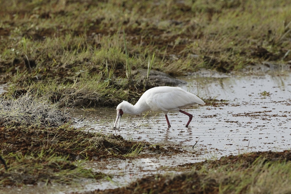 Косар африканський - ML647602817