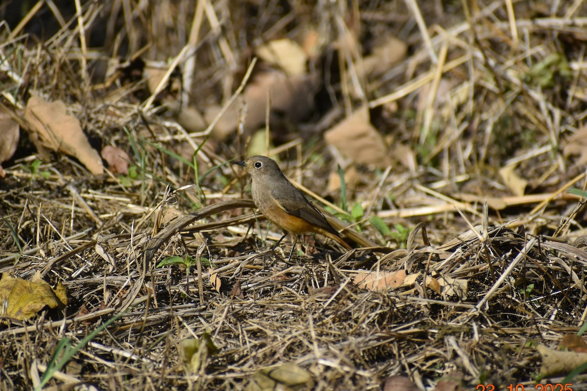 Горихвістка чорна - ML647602819