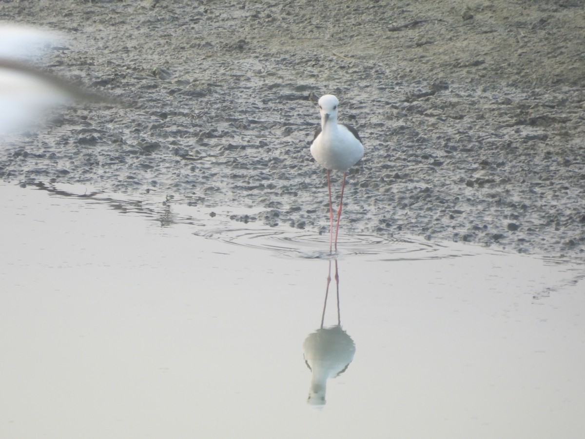 Кулик-довгоніг чорнокрилий - ML647602820