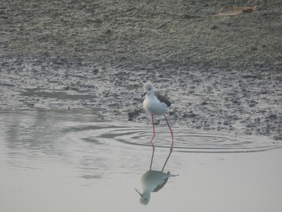 Кулик-довгоніг чорнокрилий - ML647602821