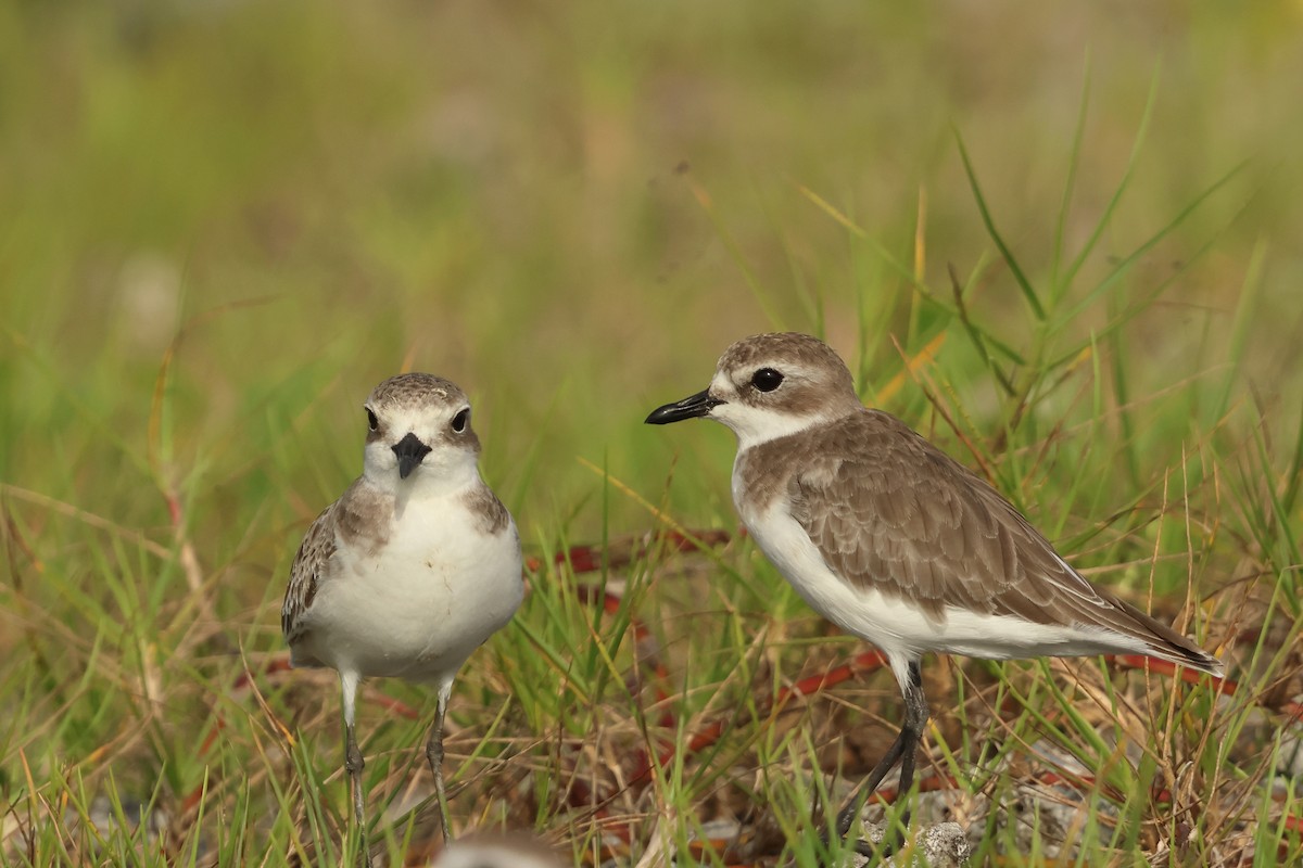 Пісочник тібетський - ML647602822