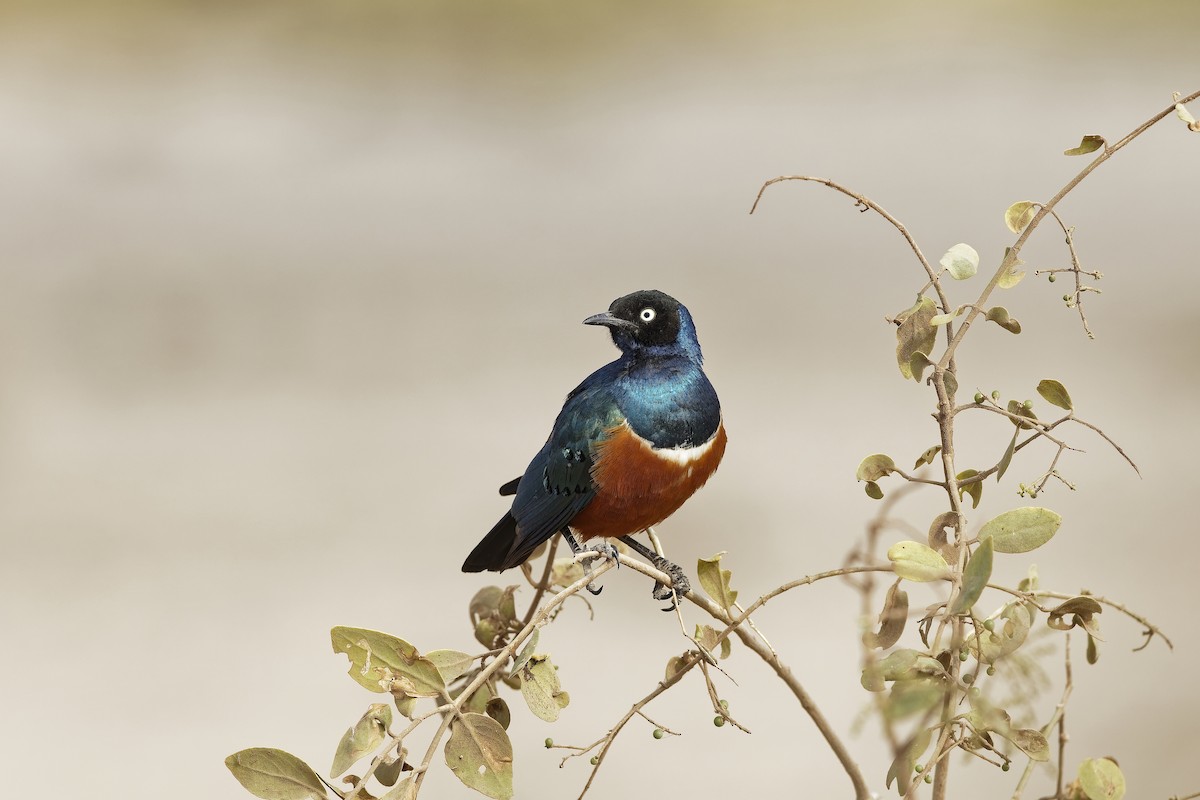 Мерл багатобарвний - ML647602823