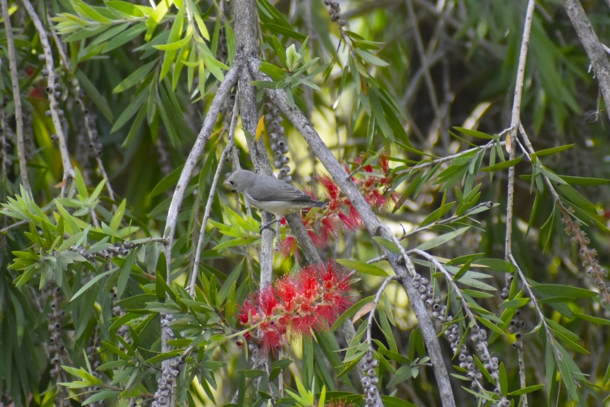 Квіткоїд індійський - ML647602824