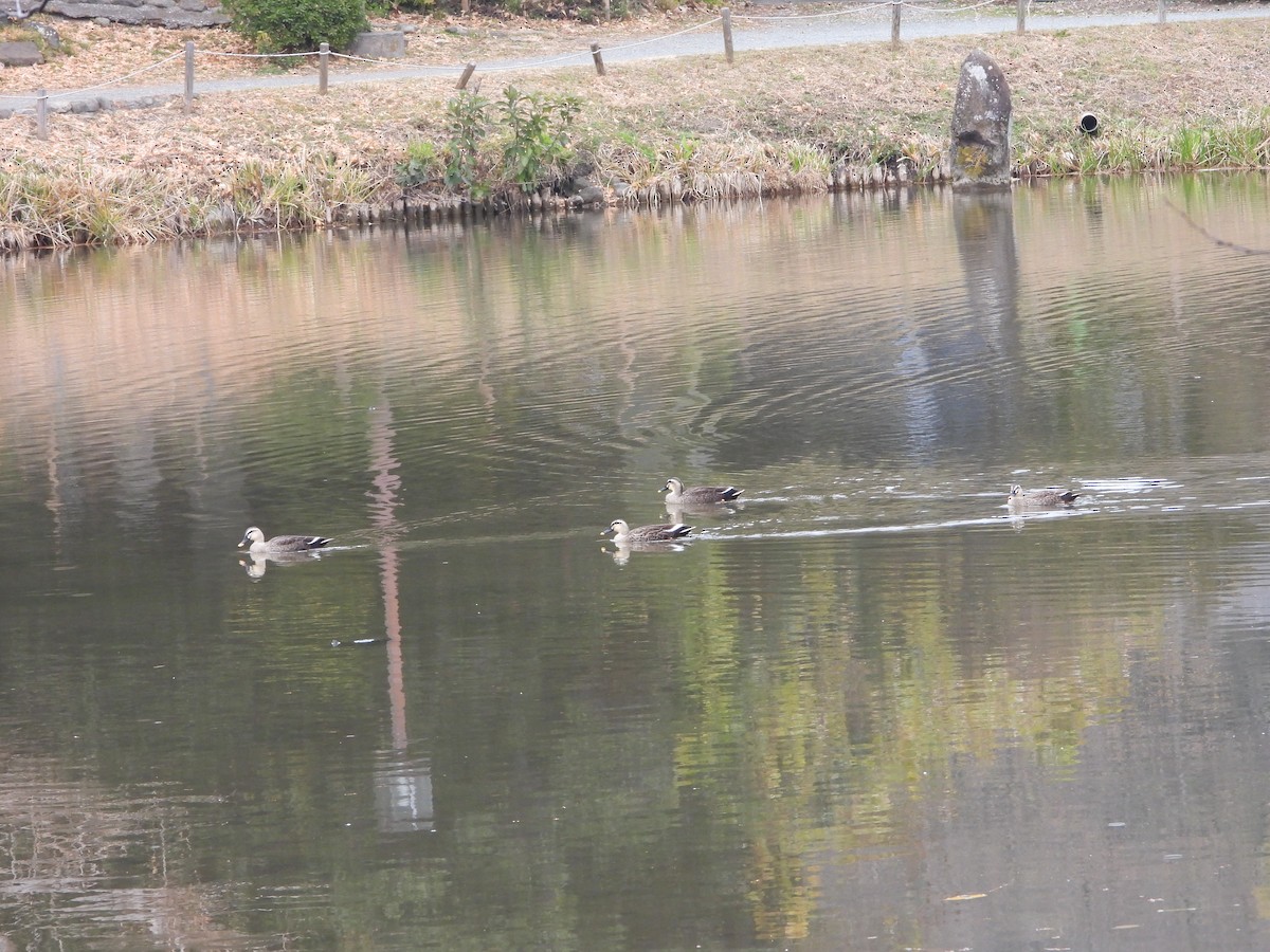 Крижень китайський - ML647602825