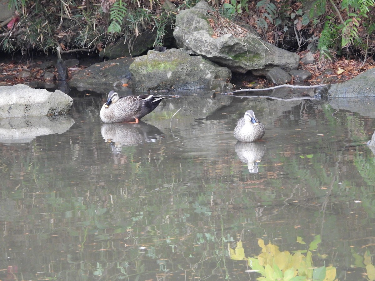 Крижень китайський - ML647602826