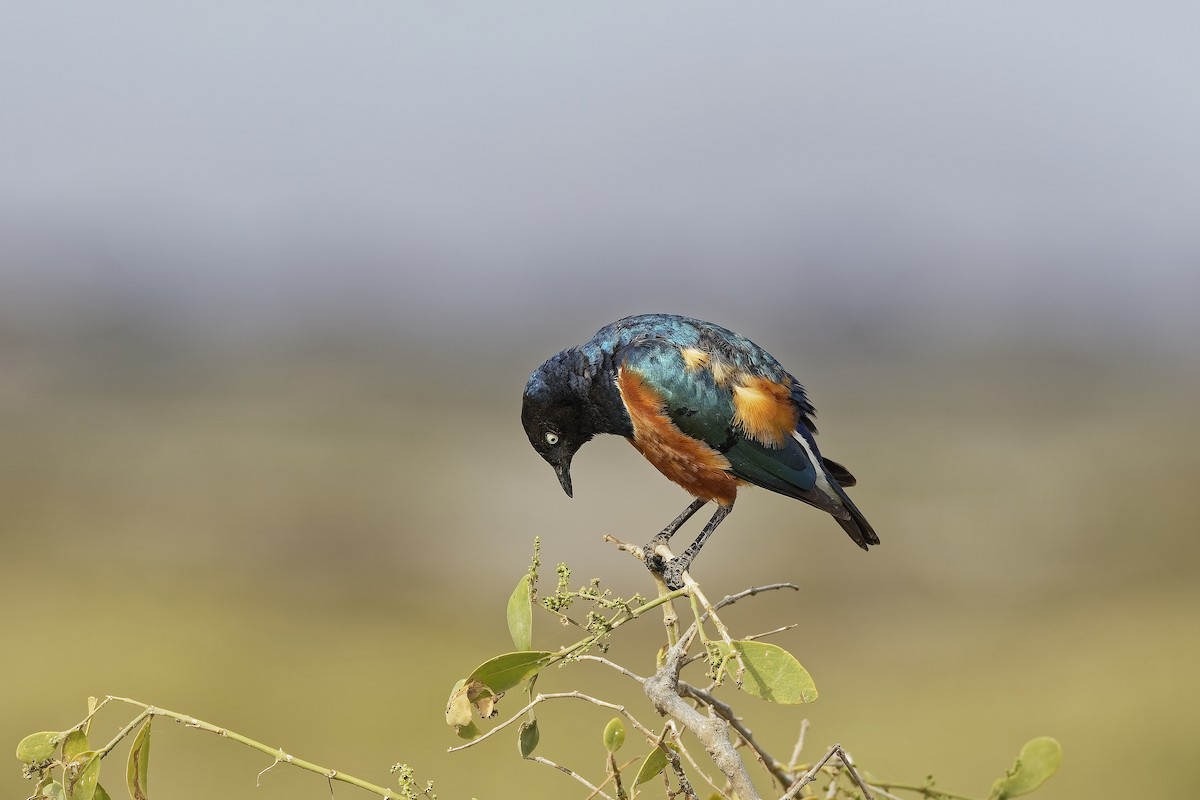 Мерл багатобарвний - ML647602827