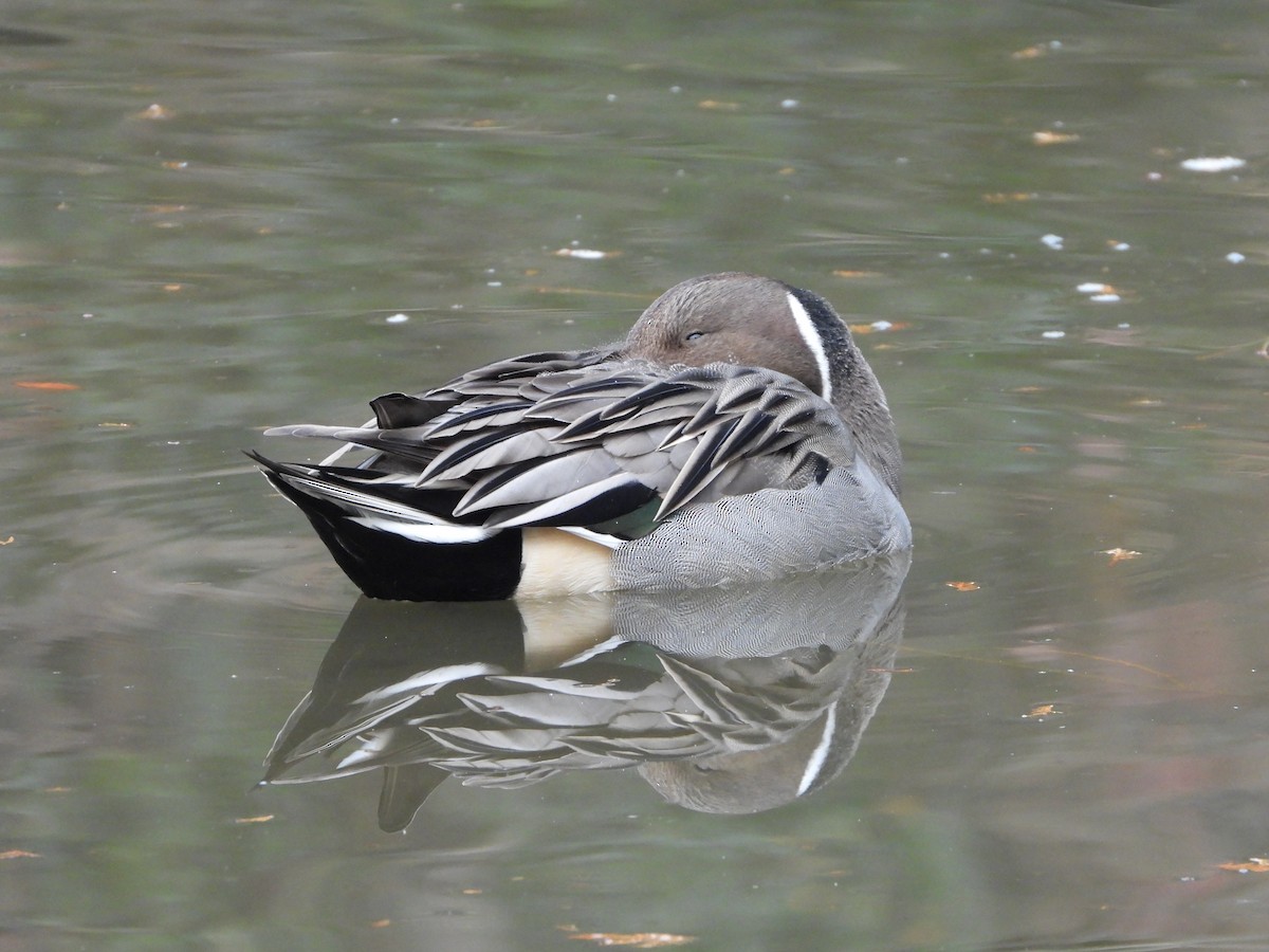 Шилохвіст північний - ML647602828
