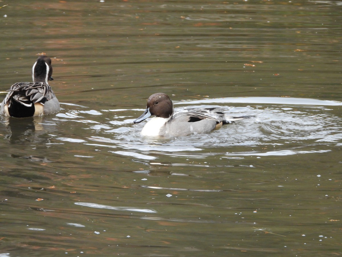 Шилохвіст північний - ML647602829