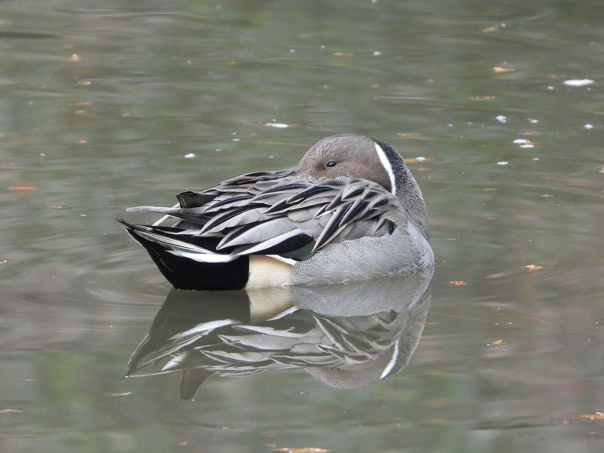 Шилохвіст північний - ML647602830