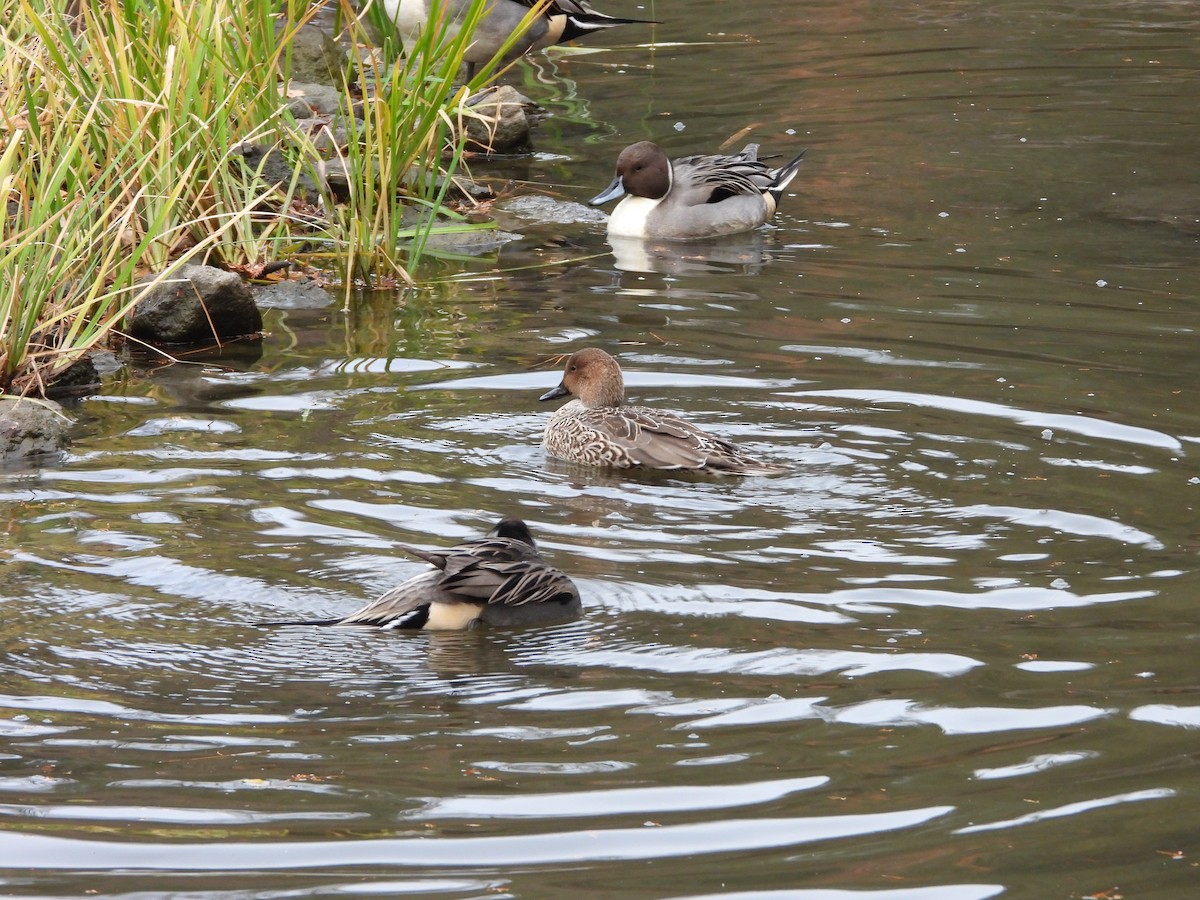 Шилохвіст північний - ML647602831