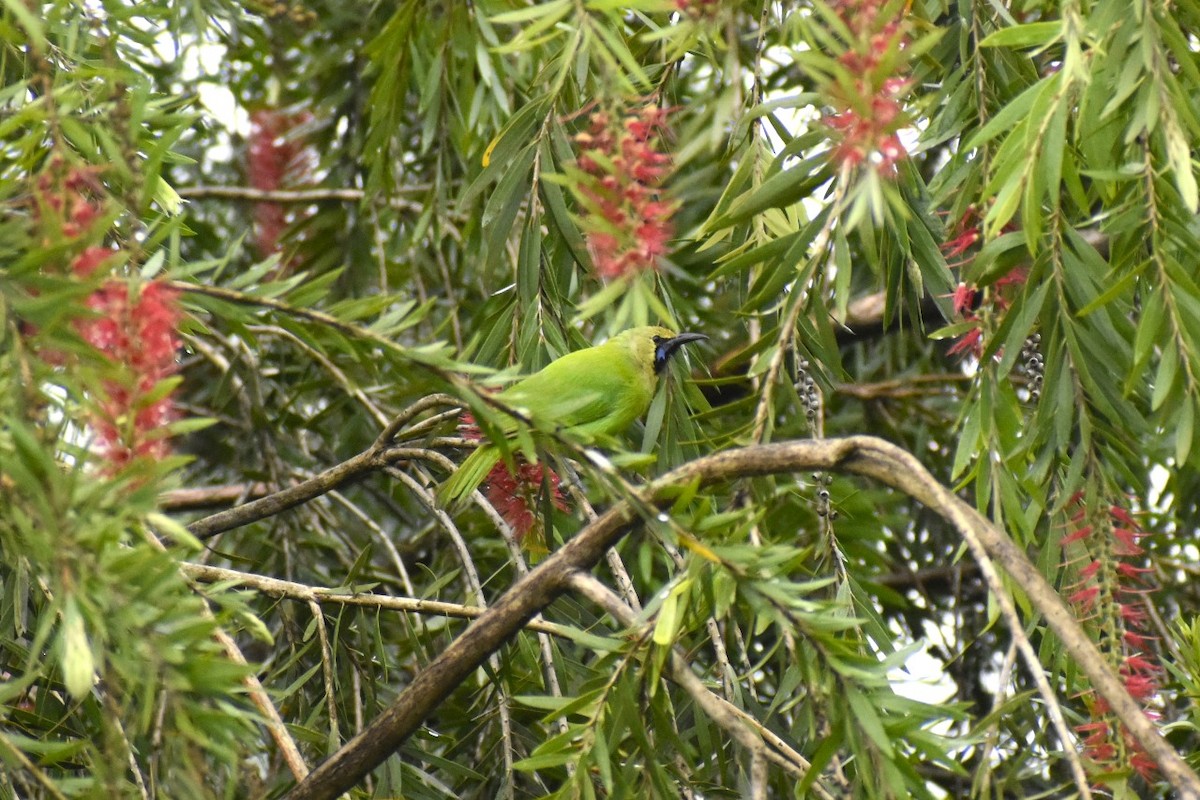 Зеленчик золотолобий - ML647602832