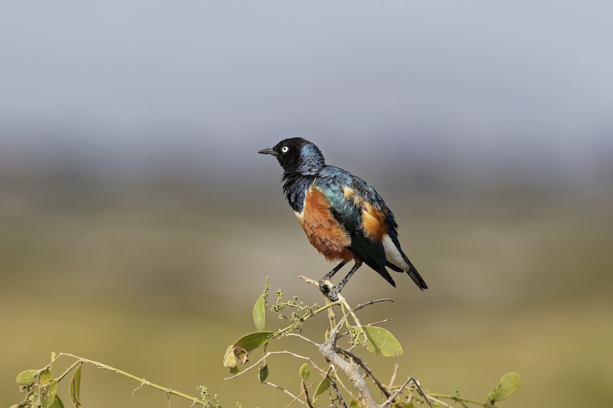 Мерл багатобарвний - ML647602833