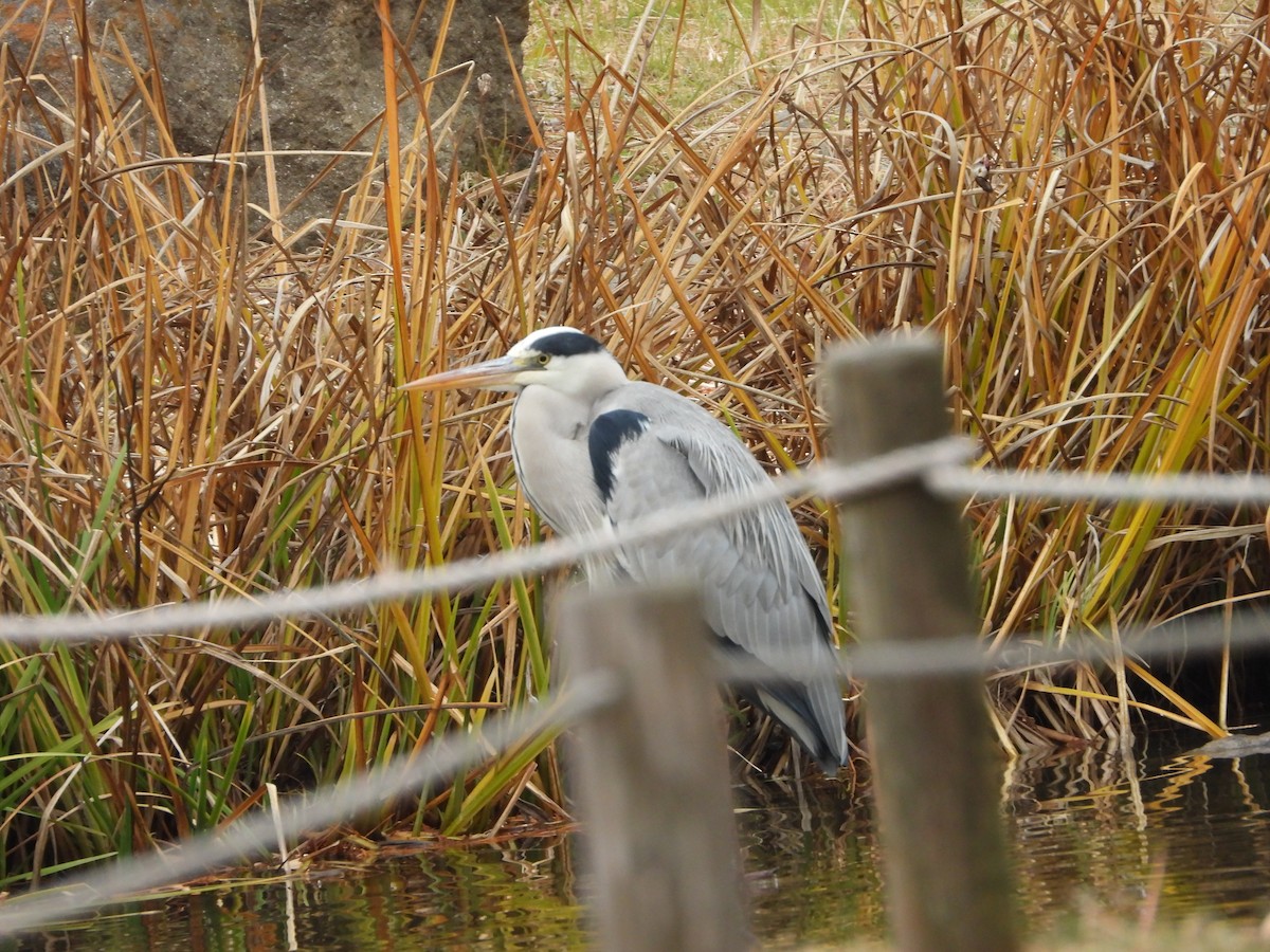 Чапля сіра - ML647602834