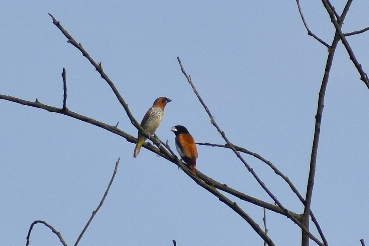 Мунія трибарвна - ML647602838