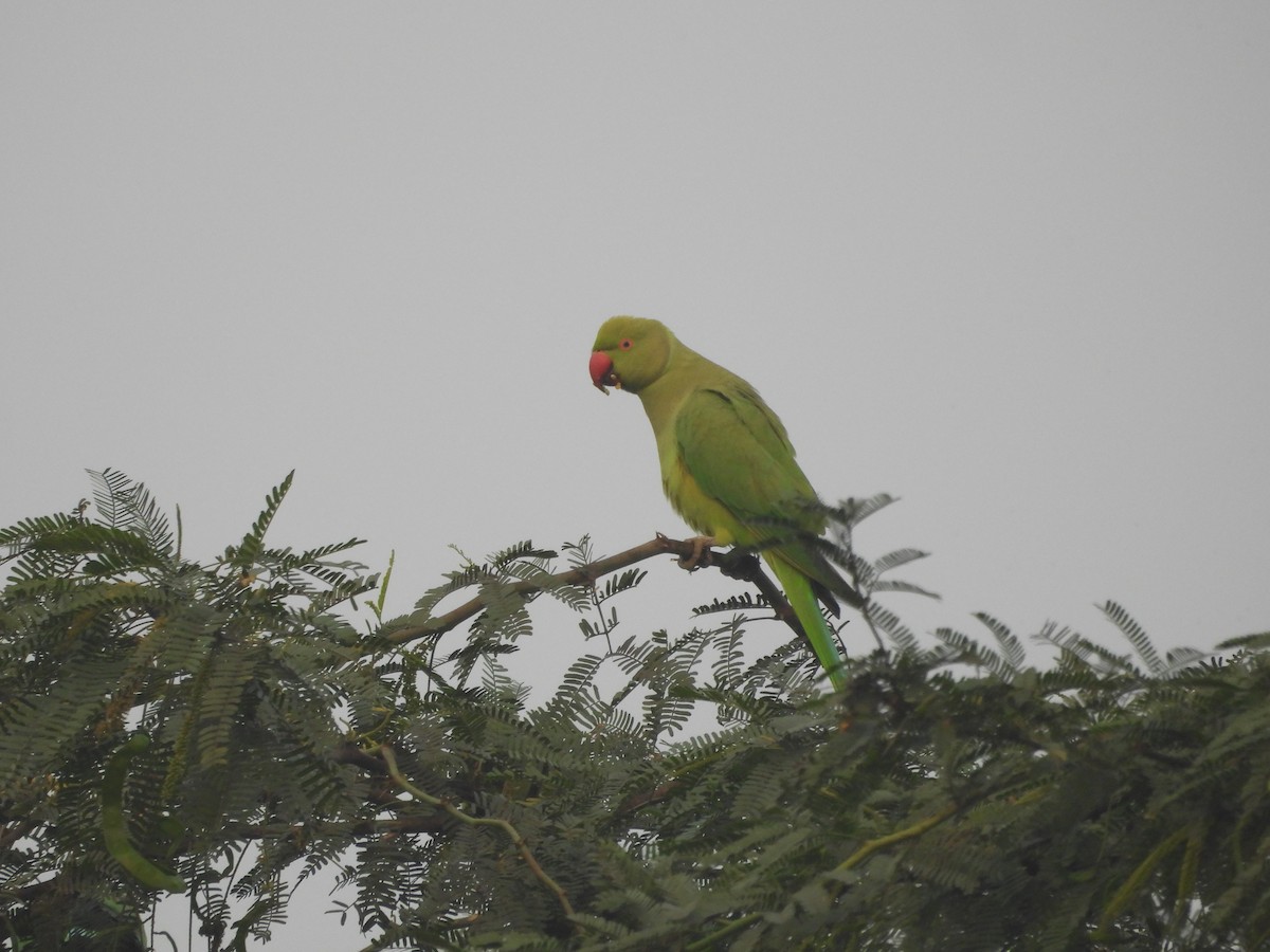 Папуга Крамера - ML647602839