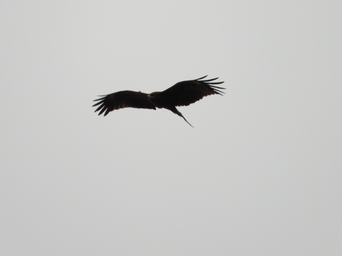 Шуліка чорний - ML647602841