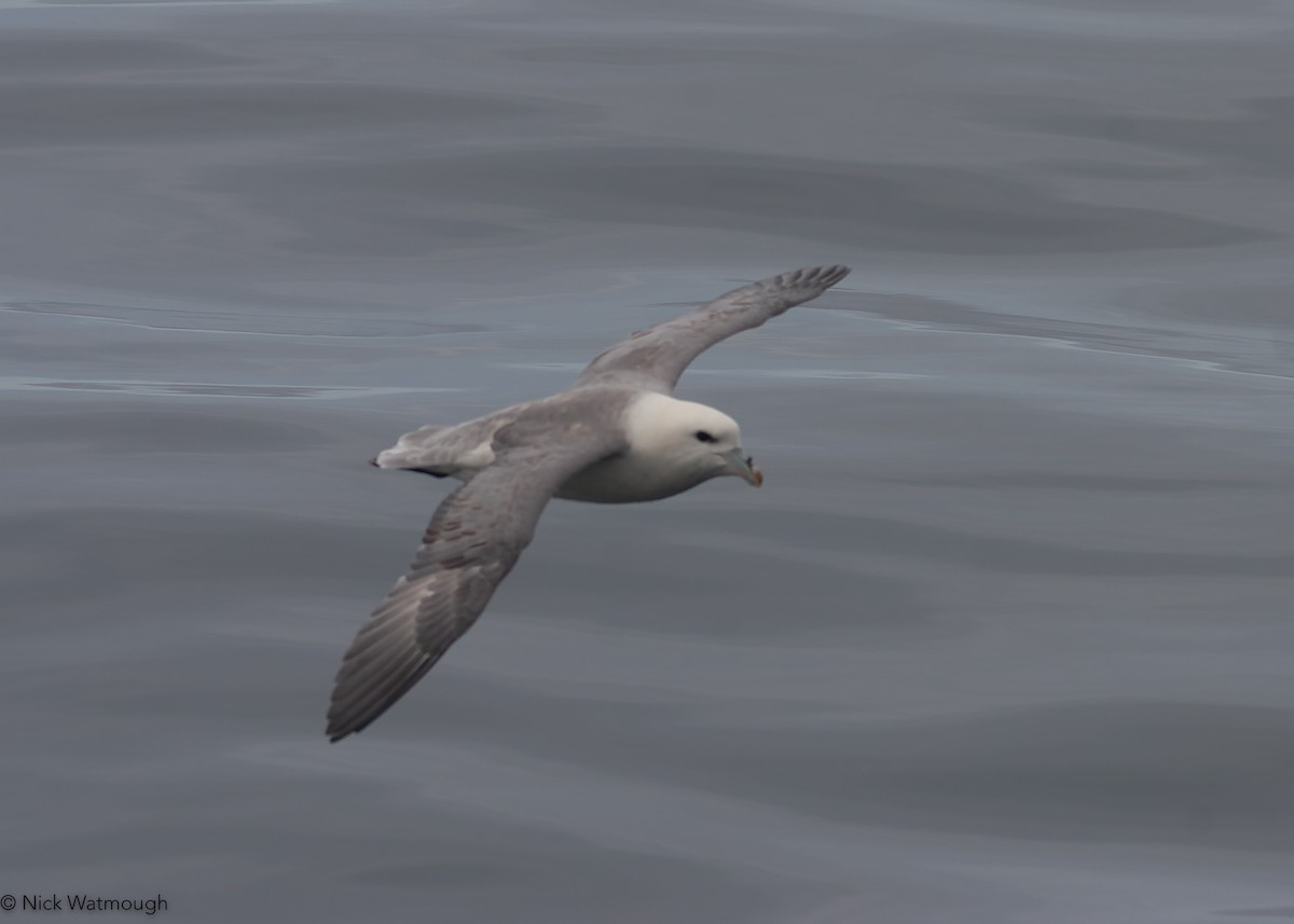 Fulmar boréal - ML647602924