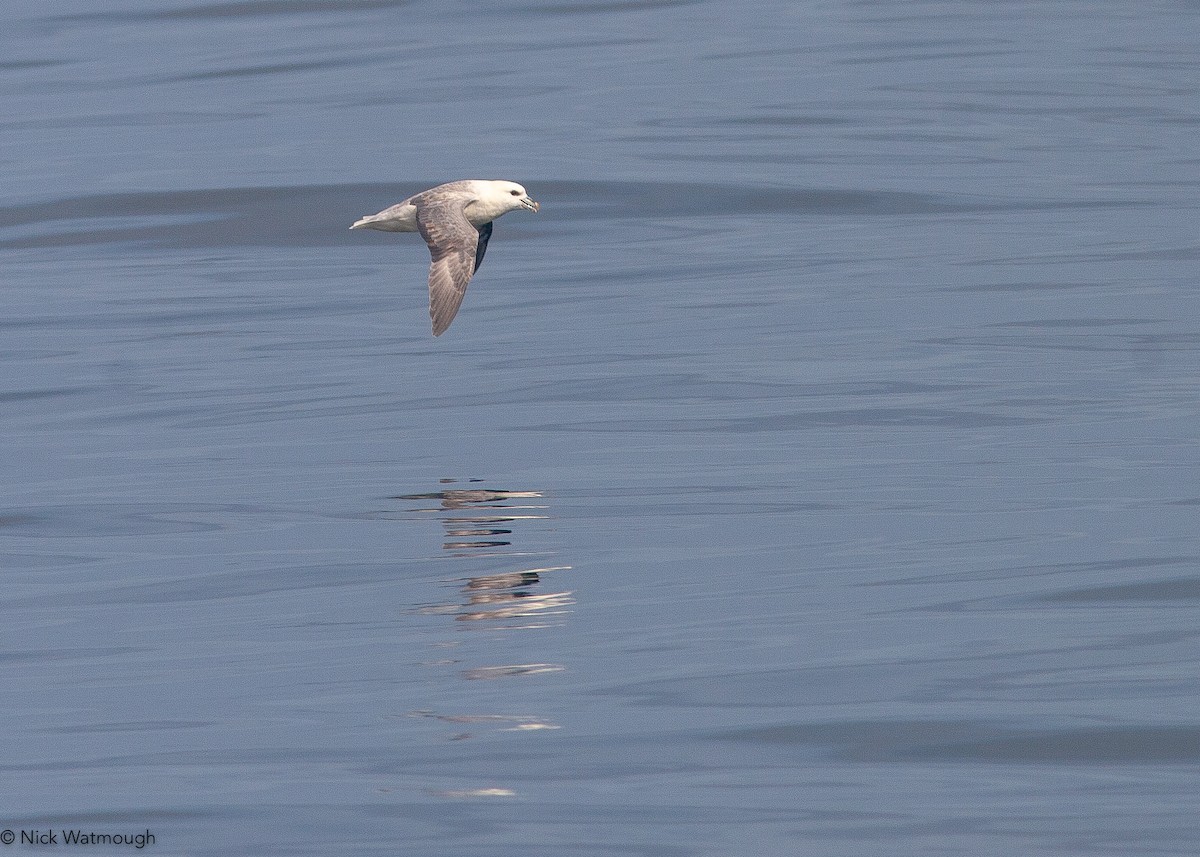 Fulmar boréal - ML647602925