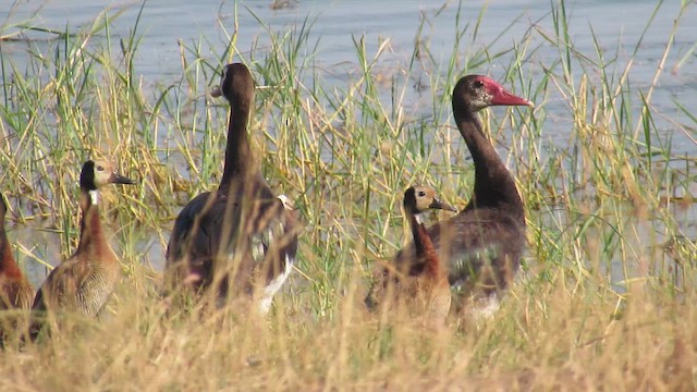 אווזון לבן-פנים - ML647603023