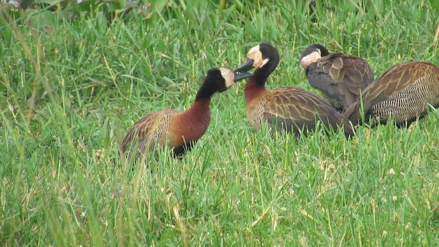 אווזון לבן-פנים - ML647603024