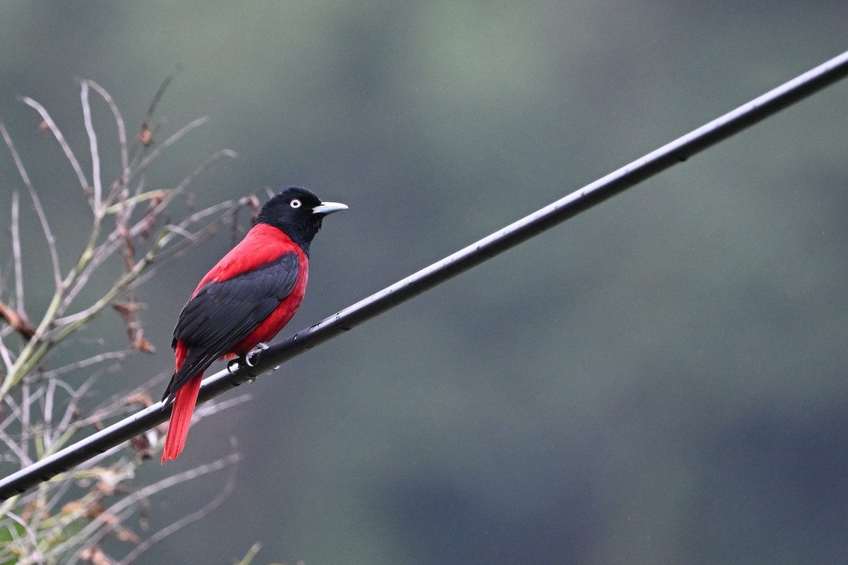 Maroon Oriole - ML647603044